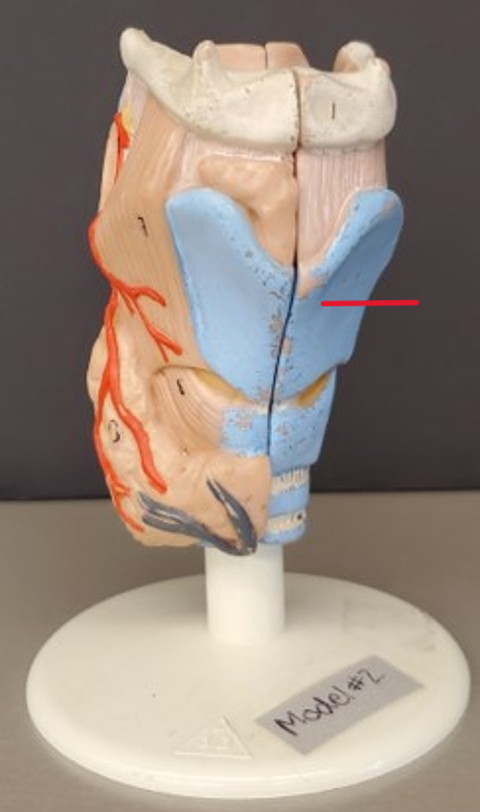 term image
