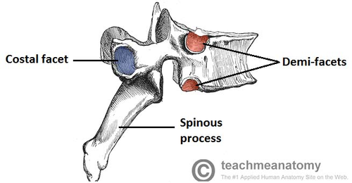 <p>transverse costal facet</p>