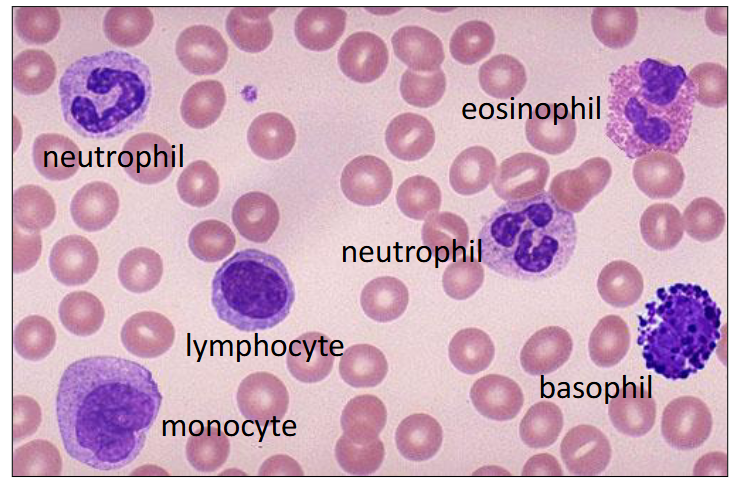 <p>Leucocytes in the Blood</p>