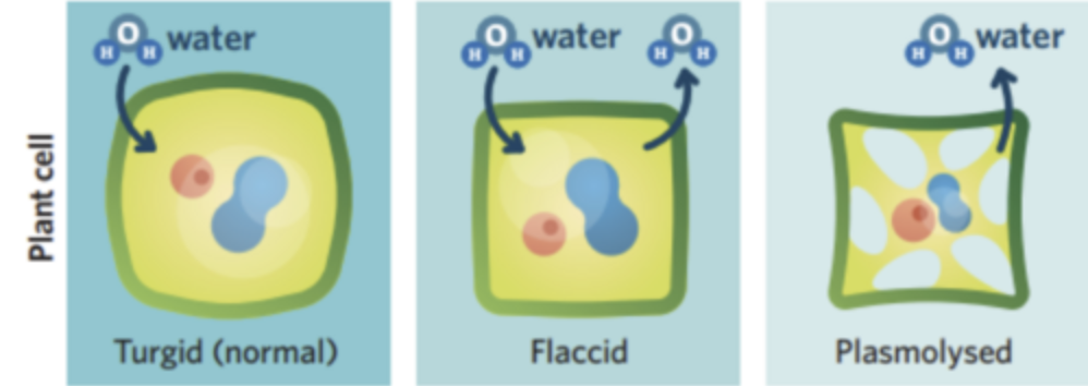 <p><span>it becomes flaccid and the stoma closes</span></p>
