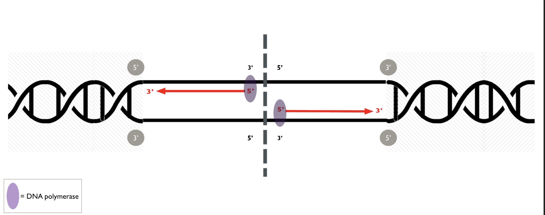 <p>what synthesizes the what strand, DNA is always synthesisized from what to what</p>