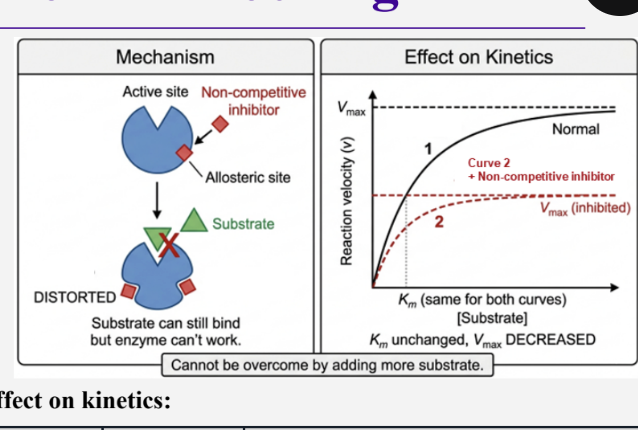 <p>Mechanism :</p><ul><li><p>binds to allosteric site ( not active site ) </p></li><li><p>changes enzyme shape-function </p></li><li><p>Substrate can still bind, but the enzyme does not work properly </p></li><li><p>is not overcome by adding more s - maximum capacity permanently reduced </p></li></ul><p></p><p>Effect on kinetics/parameters:</p><ul><li><p>km unchanged as substrates still bind to the active site normally </p></li><li><p>vmax decreases as the enzyme can’t work at full speed </p></li></ul><p></p><p></p>