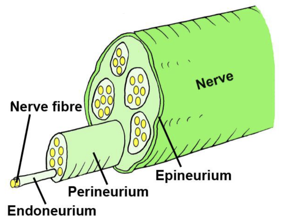 <p><span>collections of nerve fibres (axons) within external connective tissue sheath (epineurium)</span></p><p><span>Axons grouped into fascicles within nerves and surrounded by perineurial sheath → can be either sensory or motor axons</span></p><p><span>Each nerve fibre surrounded by endoneurium</span></p>
