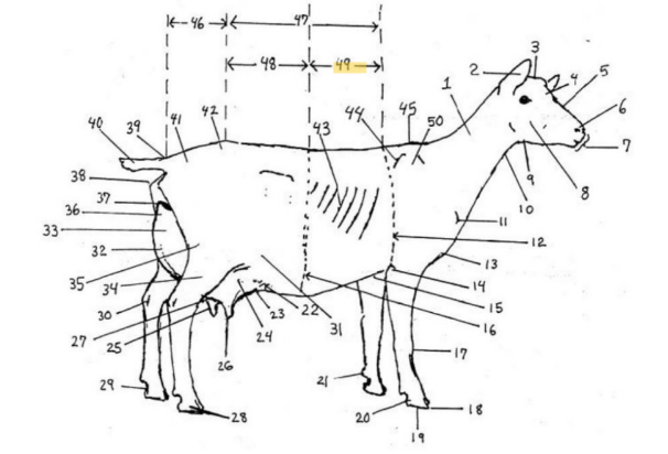 knowt flashcard image