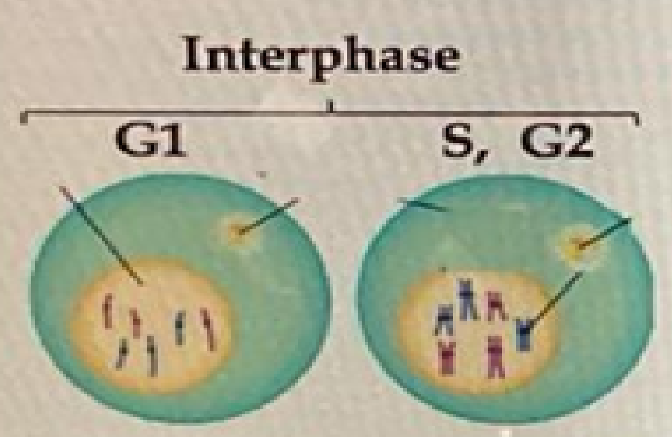 <p>G1: primary growth phase, normal cell activities. (2n= two sets of chromosomes)</p><p>S phase: prepares for cell division, (replicates dna), replication.</p><p>G2 phase: Second period of growth, prepares to divide. In animal cells, centrioles duplicate. (2N:diploid)</p>