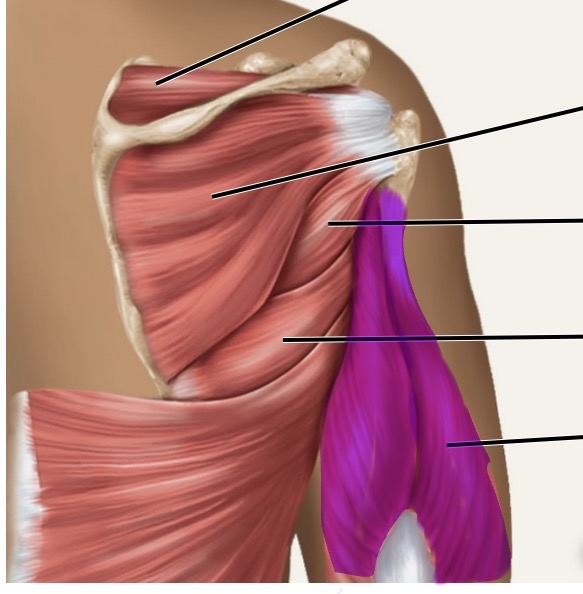 <p>posterior</p>