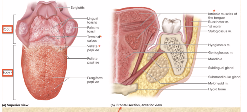 <p>contained entirely within tongue</p><ul><li><p>subtle movements of speech</p></li></ul><p></p>