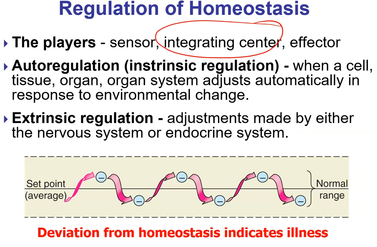 <p>If the organ you regulate is acting as the integration center would that be:<br>Autoregulation (intrinsic regulation) or Extrinsic regulation?</p>