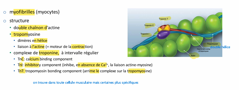 <p>on en trouve sous forme libre les troponine dans cellule cardiaque donc lorsque cellule musculaire se nécrose le pool libre est relargué rapidement </p>