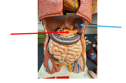 <p>Spleen (Human)</p>