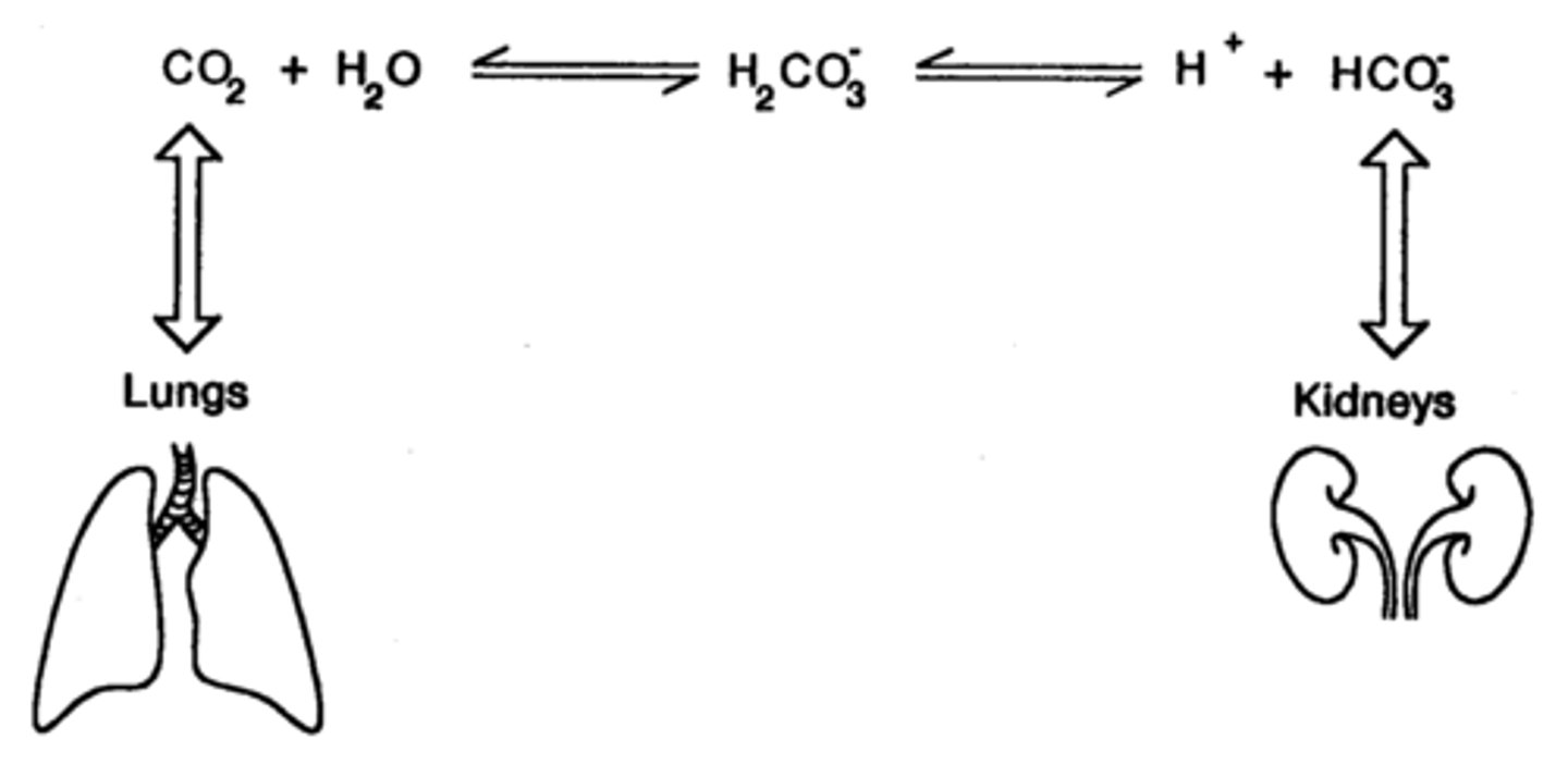 <p>dòng máu Oxygen is absorbed into the ___________ through our lungs.</p>