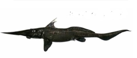<p>Especie </p>