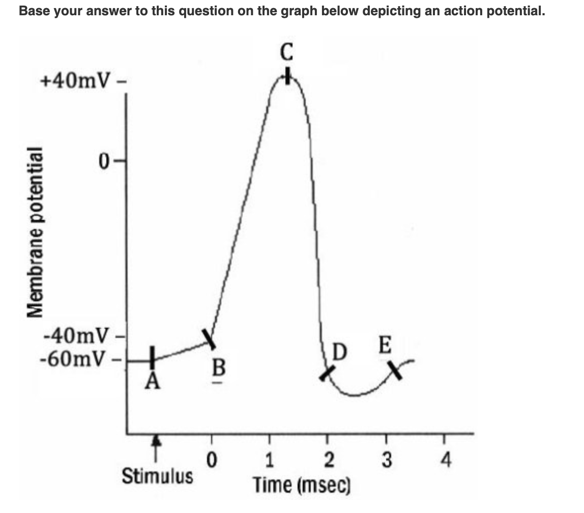 <p><span>At which point in the graph do voltage-gated potassium channels open?</span></p>