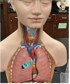 <p>what tissue lines the inside of this of this structure?</p>