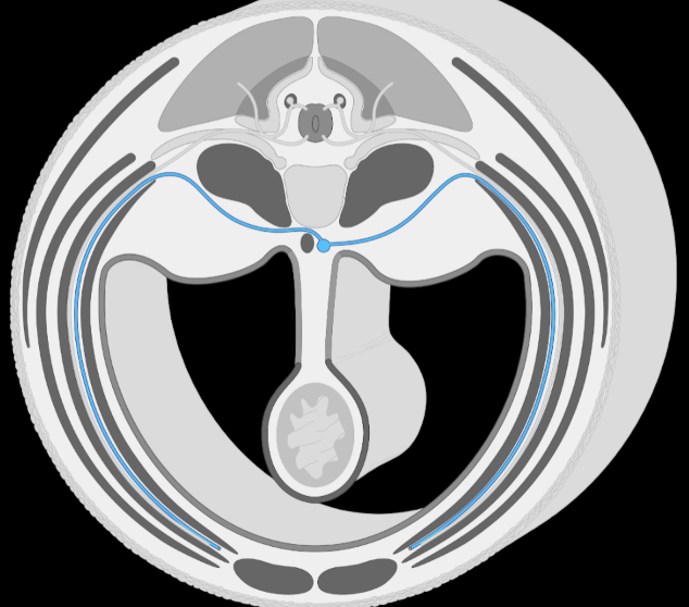 <p>along the same path as the anterior ramus</p><p>  —> follows somite migration around</p>