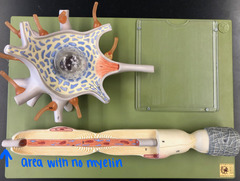 <p>gaps in the myelin sheath</p>