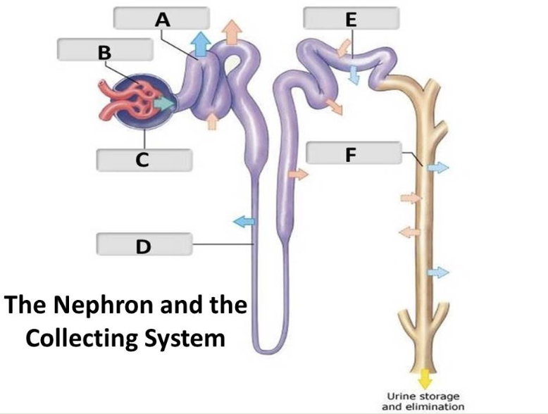 <p>distal convoluted tubule</p>