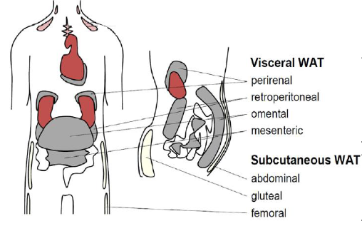 <p>Adipose tissue is distributed in distinct depots with different metabolic implications:</p><ol><li><p><strong>Subcutaneous adipose tissue (SAT):</strong></p><ul><li><p>Located under the skin.</p></li><li><p>Especially prominent in gluteo-femoral (lower body) regions.</p></li><li><p>Generally considered <strong>metabolically protective</strong>.</p></li><li><p>Better capacity for lipid storage and expansion via hyperplasia.</p></li></ul></li><li><p><strong>Visceral adipose tissue (VAT):</strong></p><ul><li><p>Located around internal organs.</p></li><li><p>Associated with <strong>metabolic risk (“bad fat”)</strong>.</p></li><li><p>More metabolically active and releases fatty acids directly into portal circulation (to the liver).</p></li></ul></li><li><p><strong>Upper body (abdominal) vs lower body fat:</strong></p><ul><li><p>Upper body fat (apple shape) → linked to metabolic disease.</p></li><li><p>Lower body fat (pear shape) → protective.</p></li></ul></li></ol><p>Adipose tissue can constitute <strong>5–60% of total body mass</strong>, depending on body composition.</p>