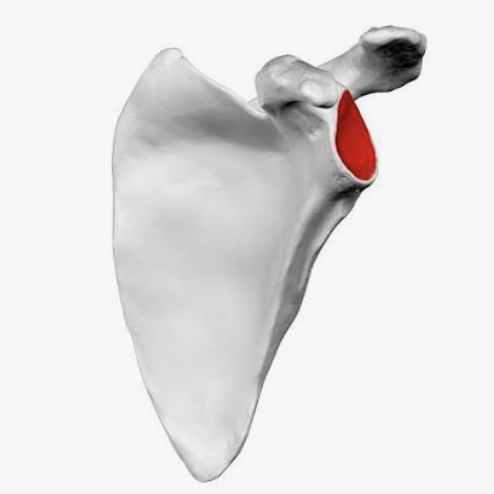 <p>Which bone is this?</p>