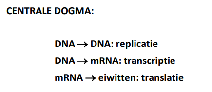 <ul><li><p>dit houdt in dat via het proces van replicatie het DNA kan vermenigvuldigd worden om het DNA aan de nakomelingen te kunnen meegeven</p></li><li><p>via dit proces van transcriptie worden stukjes DNA overgeschreven tot mRNA</p></li><li><p>via het proces van translatie wordt dit mRNA vertaald tot eiwitten met behulp van de ribosomen</p></li></ul><p></p>