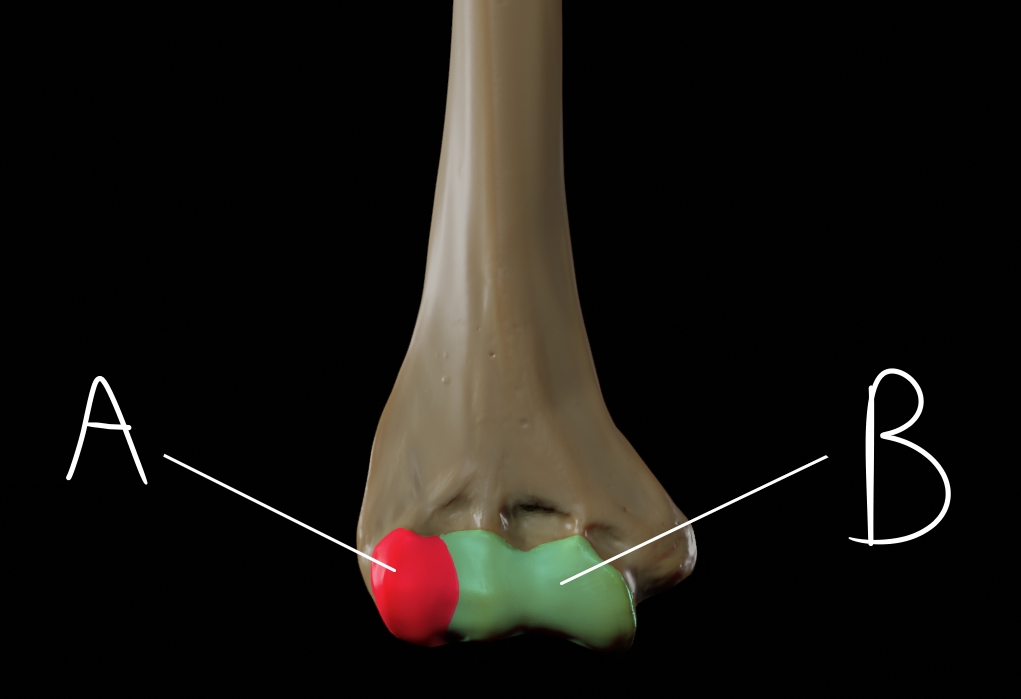 <p>Identify B (anterior distal humerus)</p>