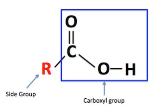 <p>A polar and acidic functional group found in amino acids and fatty acids.</p>
