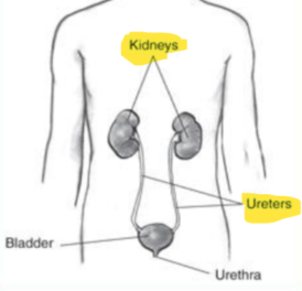 <p>What happens when kidney stones are small vs. large?</p>