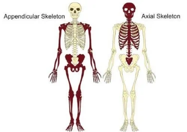 <p>Axial skeleton and appendicular skeleton.</p>