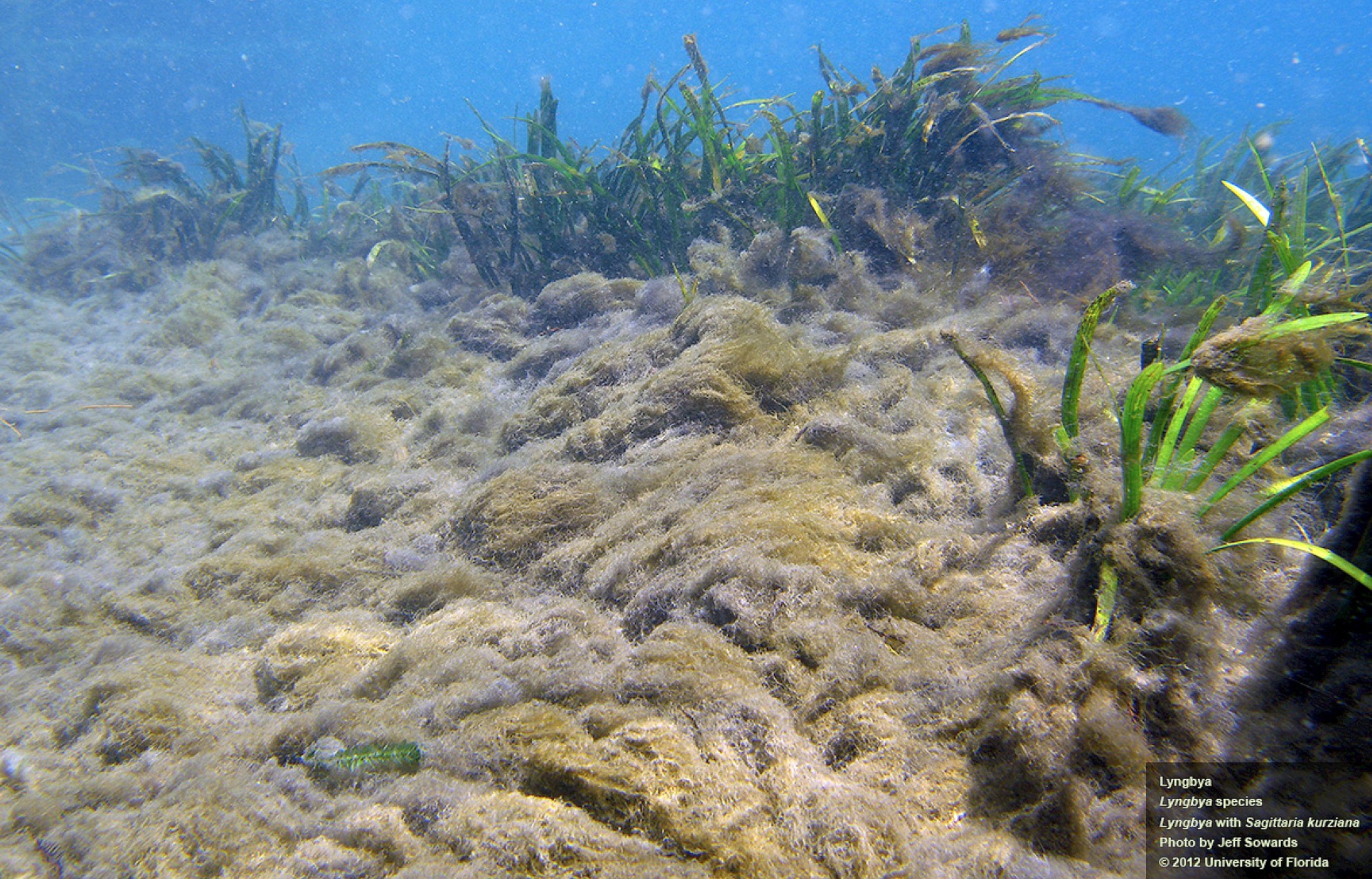 <p>A genus of filamentous cyanobacteria (blue-green algae).</p><p>Forms dense mats in fresh, brackish, and marine waters.</p>