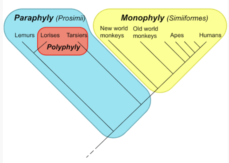 <p>includes the common ancestor and some but not all decendents (ex: invertebrates) </p>
