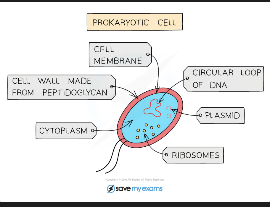 <p>KEY: NO NUCLEUS IN PROKARYOTE</p><p>Cytoplasm - contains gel like substance where most chemical reactions take place</p><p>Cell Membrane - encloses the cytoplasm, acts as a selective barrier, controlling what goes in + out of cell. </p><ul><li><p>Receptors in membrane help prokaryotes sense their environment</p></li></ul><p>Cell Wall - The outside of the cell is surrounded by a <strong>cell wall which </strong>Helps provide <strong>strength</strong> and <strong>maintain the shape</strong> of the cell</p><p><strong>One</strong> long <strong>circular chromosome in Pro-K which floats free in cytoplasm (no nucleus), controls cell activities and replication</strong></p><p>Plasmids - Small loops of DNA called plasmids may be present: - Can be exchanged between bacteria and give additional benefits ex: antibiotic resistance</p><p>Ribosomes - For protein Synthesis</p><p></p>