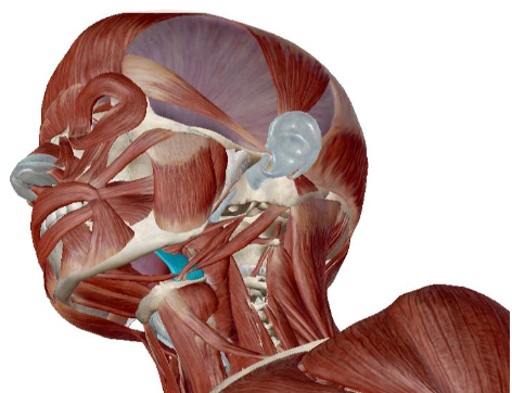 <p>what muscle is this</p>