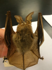 <p>Corynorhinus rafinesquii</p>