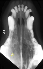 <p>A dog presents with nasal turbinate destruction, soft tissue opacity, and some bony lysis. Thoughts?</p>