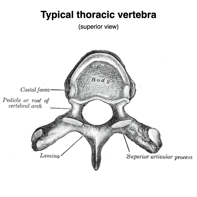 <p>Thoracic vertebrae</p>