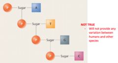 <p>proportions of bases are not equal;</p><p>there cannot be a repeating sequence of the four bases;</p>