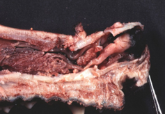 <p>diagnostico etiologico (cão)</p>