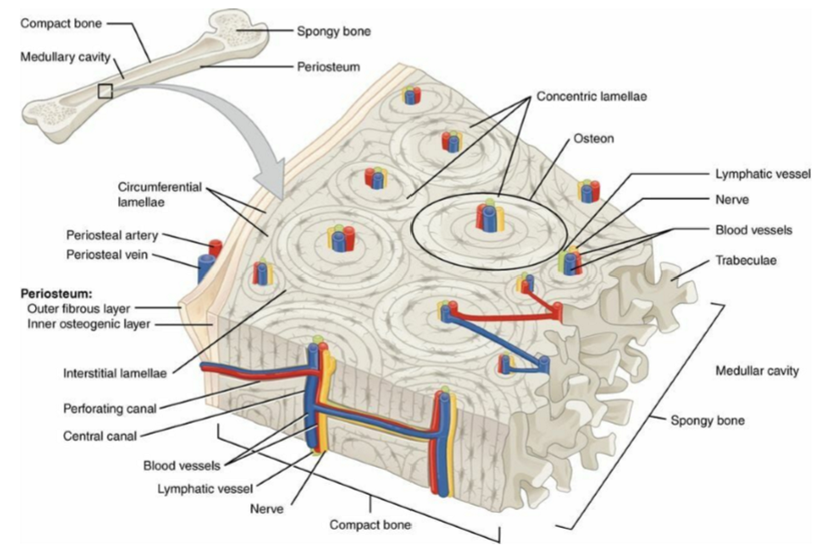 <p>Small areas of holes in bone matrix where osteocytes reside.</p>