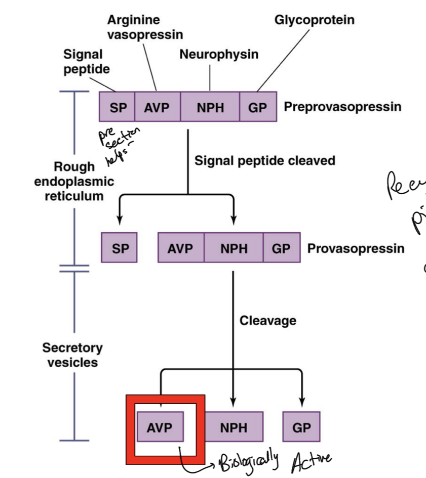 <p>AVP is arginine vasopressin hormone</p><p>As a preprohormone, it holds a signal peptide chain and other pieces to help its transport and proper functioning.</p><p>Signal peptide chain tells us where the hormone should go, like an ID tag. </p><p>In the Rough ER, the signal peptide is cleaved from the protein</p><p>Once these prohormones are packaged into vesicles, it is once again cleaved and only the active from of the protein is left, while the other cleaved pieces are reused when more of this hormone is produced.</p>