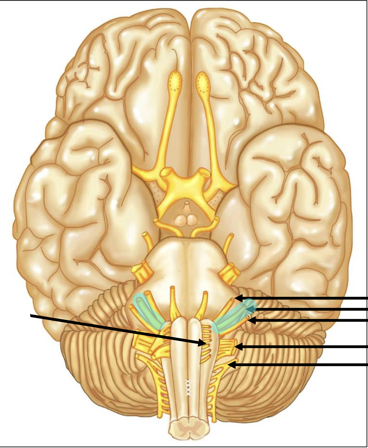 <p>Give the number of the highlighted nerve</p>