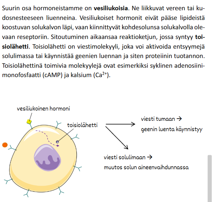 <ul><li><p>Ei pääse solukalvon läpi.</p></li><li><p>Sitoutuu solukalvon reseptoriin.</p></li><li><p>Käynnistää reaktioketjun.</p></li><li><p>Muodostuu <strong>toisiolähetti</strong> (esim. cAMP tai Ca²⁺).</p></li><li><p>Toisiolähetti aktivoi entsyymejä tai käynnistää geenien luennan.</p></li></ul><p></p>