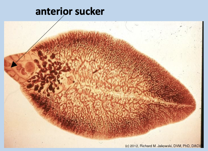 <p>A part of the platyhelminthes phylum </p><p>These are parasitic and choose mammals as hosts, living in their intestines and absorbing pre-digested nutrients</p><p>*Pay close attention to shape compared to other flatworms: flat, leaf-shaped body, has anterior sucker </p>