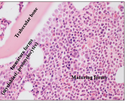 <p>- early precursors adjacent to bony trabeculae</p><p>- Maturing forms deeper in marrow space</p>