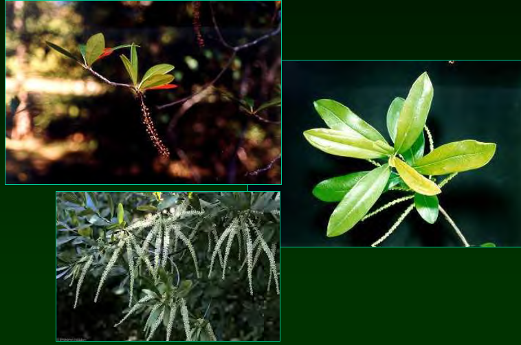 <p>•</p><p>Cyrillaceae</p><p>•</p><p>Restricted to moist areas</p><p>•</p><p>Similar to Cliftonia</p><p>•</p><p>Can form thickets</p><p>•</p><p>Titi honey; bee-pasture</p><p>•</p><p>Key Characters:</p><p>•</p><p>Racemes</p><p>•</p><p>Irregular architecture</p><p>•</p><p>Reddish-brown bark</p>