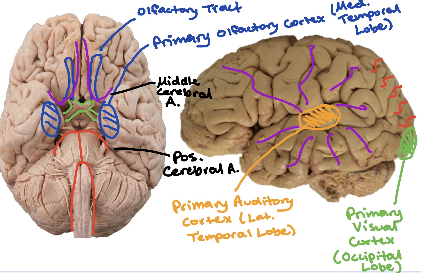 <ul><li><p><span style="color: rgb(6, 16, 176);">Olfactory tract → primary olfactory cortex (medial temporal lobe)</span></p></li><li><p><span style="color: rgb(217, 145, 7);">Primary auditory cortex (lateral temporal lobe)</span></p></li><li><p><span style="color: rgb(3, 181, 14);">Primary visual cortex (occipital lobe)</span></p></li><li><p><span style="color: rgb(7, 7, 7);">Suppliers: middle cerebral &amp; posterior cerebral artery</span></p></li></ul><p></p>