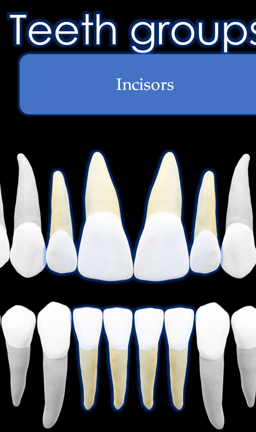 <p>The front 4 teeth and bottom 4 teeth (# 7,8,9,10, 23,24,25,26</p>