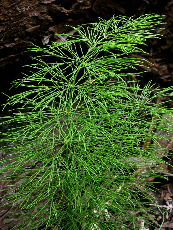 <p>Equisetum sylvaticum</p>