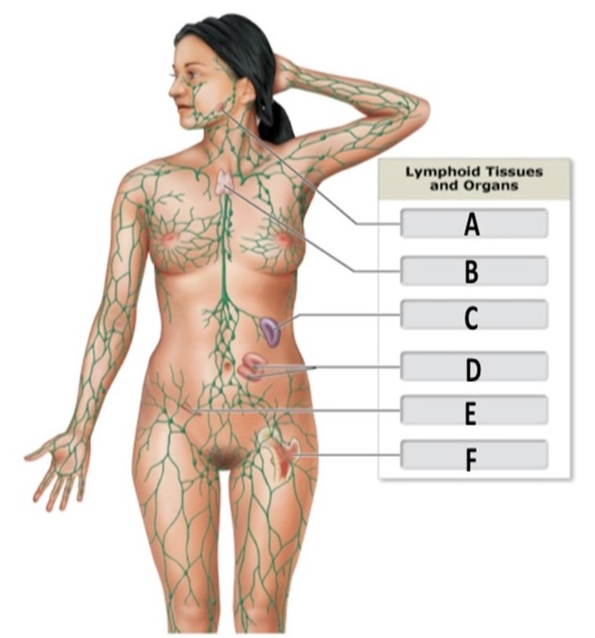 <p>Thymus</p>