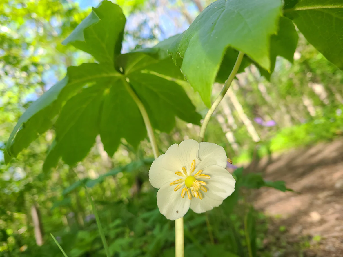 <p><strong>Common Name</strong>: Mayapple</p><p><strong>Parts Used</strong>: Rhizomes and roots; leaves, fruit</p><p><strong>Use/s</strong>: <strong>Warts</strong>, precursor for anticancer and antiviral medications; purgative, emetic, anthelmintic</p><p><strong>Toxicity</strong>: Leaves, unripe fruits, seeds of ripe fruits, and every other part is considered toxic</p><p><strong>Major Metabolites</strong>: <strong>Podophyllotoxin (lignan)</strong></p>