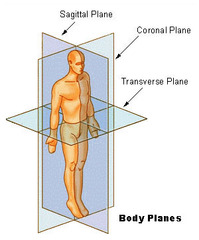<p>Planes used to transect the human body</p>